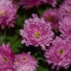 Tanz um die Königin...... Ulrich Marzinkewitz-Maar